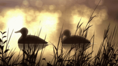 Two Ducks Swimming In Water GIF