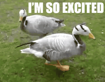 Two Ducks Walking In Grass Excited GIF