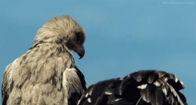 Two Eagles Standing Next To Each Other With Blue Sky GIF