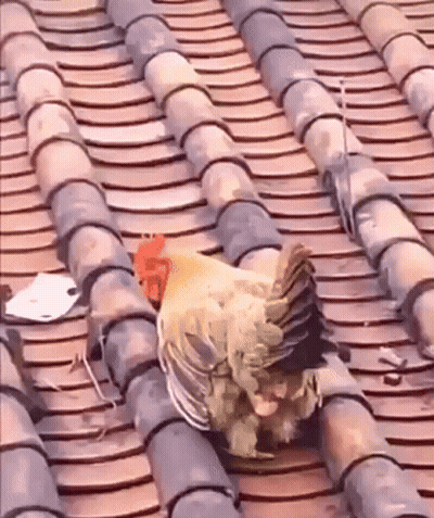Two Eggs Saying Os Ovos Se Comunicam Comigo GIF