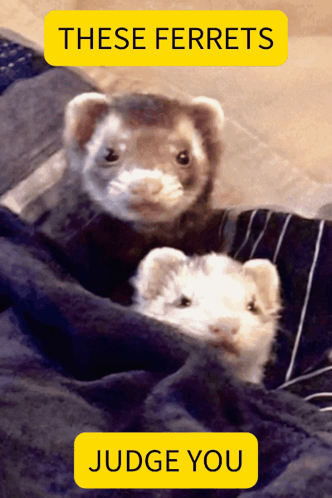 Two Ferrets Are Wrapped In A Blanket With A Judge You Button Below Them GIF