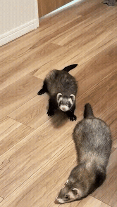 Two Ferrets Looking At Camera GIF