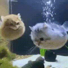 Two Fish Are Swimming In A Tank With Bubbles Coming Out Of It . GIF