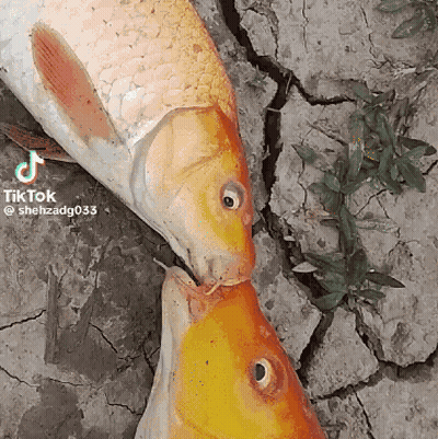 Two Fish Looking At Each Other TikTok Sticker GIF