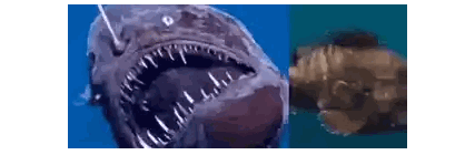 Two Fish With Hooks In Mouth Sticker