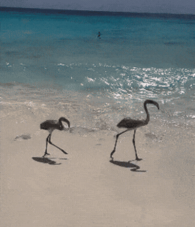 Two Flamingos Walking On Sandy Beach GIF