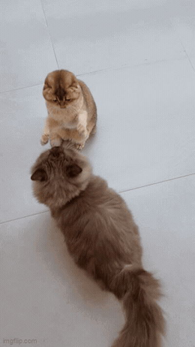 Two Fluffy Cats Looking At Each Other GIF