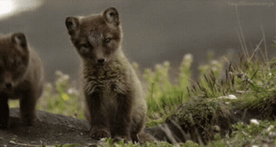 Two Fox Cubs Are Standing In The Grass And Looking At The Camera GIF