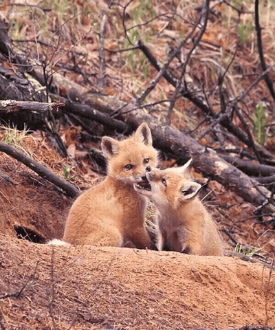 Two Fox Cubs Playing On Dirt Hill GIF