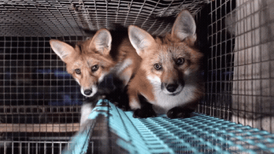 Two Foxes In Cage Looking Out GIF