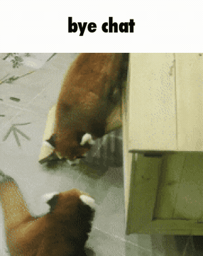 Two Foxes Saying Bye Chat