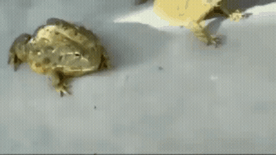 Two Frogs Are Sitting Next To Each Other On A Table GIF