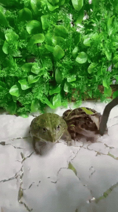 Two Frogs In Front Of Green Wall GIF