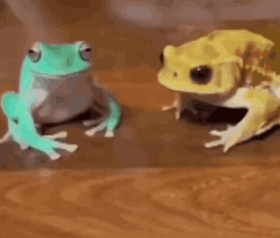 Two Frogs Sitting Next To Each Other GIF