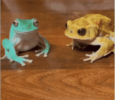 Two Frogs Sitting Side By Side GIF