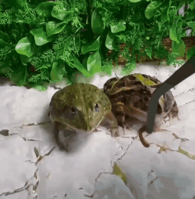 Two Frogs Standing Next To Each Other GIF