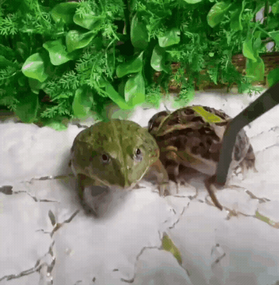 Two Frogs Standing On Rock GIF