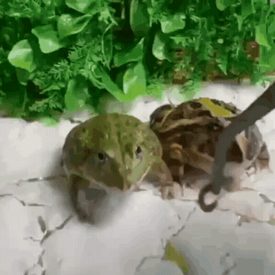 Two Frogs Standing Together GIF