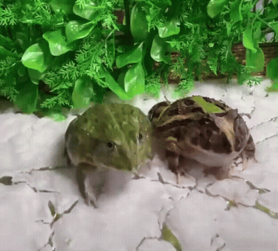 Two Frogs Standing Together GIF