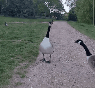 Two Geese On Dirt Path In Field GIF