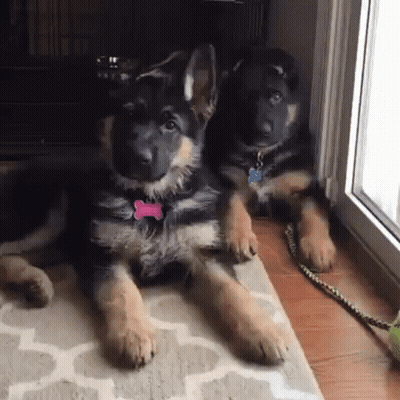 Two German Shepherd Puppies Are Laying On A Rug In Front Of A Window GIF