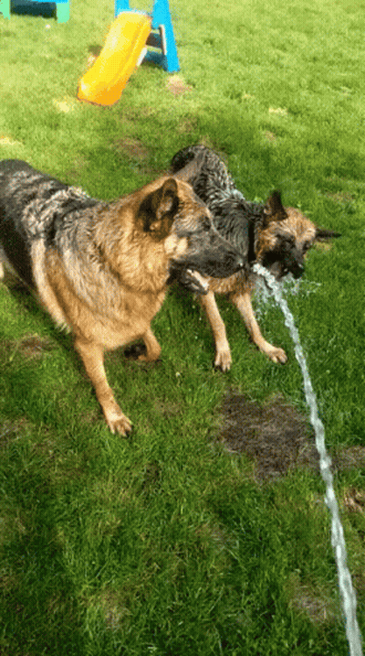 Two German Shepherds Drinking Water From A Hose In A Yard GIF