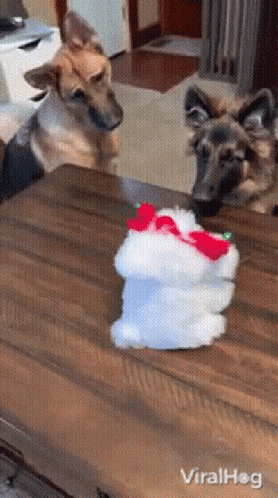 Two German Shepherds Looking At Stuffed Animal GIF