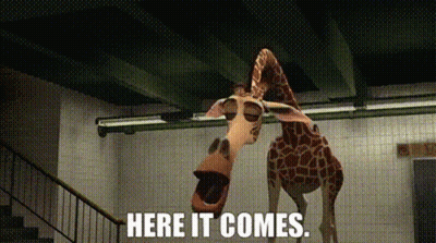 Two Giraffes Together Saying Here It Comes GIF