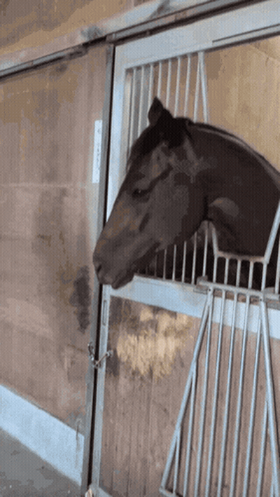 Two Girls Sticking Tongues Out In Front Of American Flag Forever Young GIF