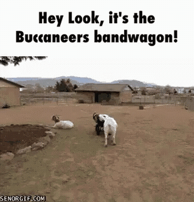 Two Goats Are Playing In A Dirt Field With A Caption That Says Hey Look It 'S The Buccaneers Bandwagon ! GIF