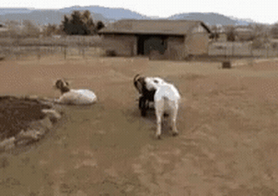 Two Goats Beside Brick Wall 1968 GIF