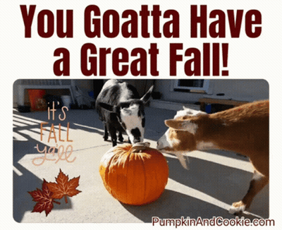 Two Goats Next To Pumpkin You Goatta Have A Great Fall GIF