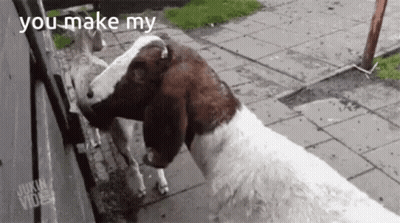 Two Goats Saying You Make My GIF
