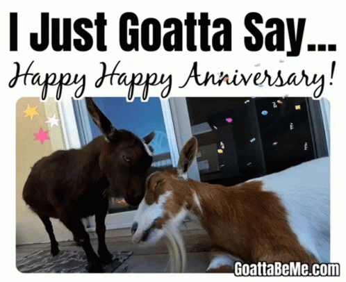 Two Goats Standing Next To Each Other With The Words " I Just Goatta Say Happy Happy Anniversary " On Top GIF