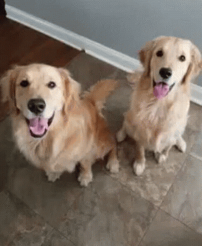 Two Golden Retrievers Sitting And Smiling On Tiled Floor GIF