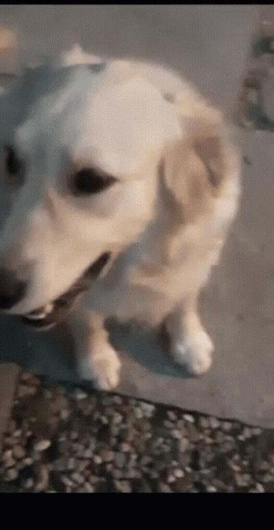 Two Golden Retrievers Sitting On Tiled Floor GIF