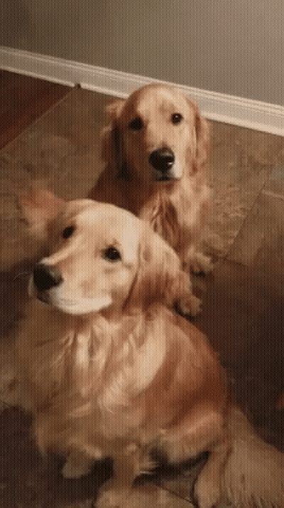 Two Golden Retrievers Sitting On Tiled Floor GIF
