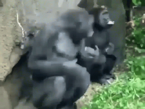 Two Gorillas Are Sitting Next To Each Other On A Rock In The Grass . GIF