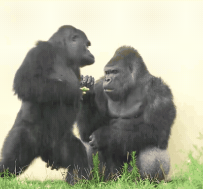 Two Gorillas Are Standing Next To Each Other And One Is Holding Another Gorilla 'S Hand GIF