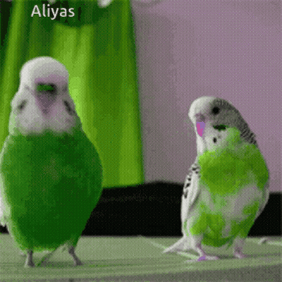 Two Green And White Parakeets Are Standing Next To Each Other With The Name Aliyas On The Bottom Right GIF