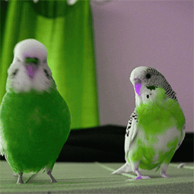 Two Green And White Parakeets Standing Together GIF