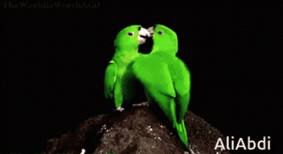 Two Green Birds Kissing On A Rock With The Word Aliabdi On The Bottom Right GIF