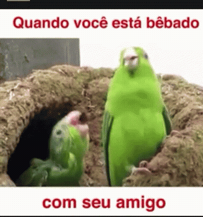 Two Green Birds Standing Together Quando Você Está Bêbado Com Seu Amigo GIF