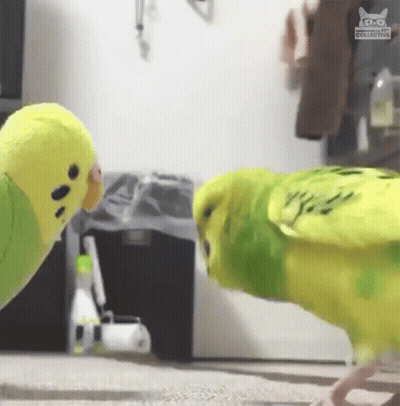 Two Green Parakeets Are Standing Next To Each Other In A Living Room . GIF