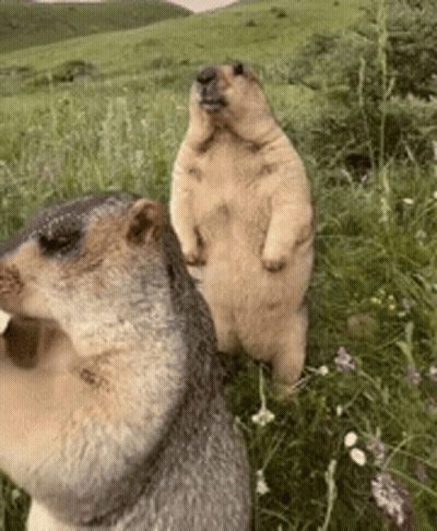 Two Ground Squirrels Standing On Their Hind Legs In A Grassy Field . GIF