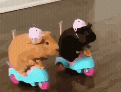 Two Guinea Pigs Are Riding Scooters On A Sidewalk GIF