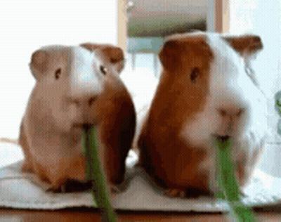 Two Guinea Pigs Are Sitting Next To Each Other On A Table Eating Green Grass . GIF