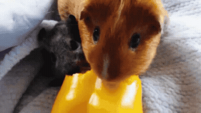 Two Guinea Pigs Eating From Yellow Bowl GIF