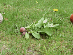 Two Guinea Pigs Knitting GIF