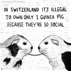 Two Guinea Pigs Sketched GIF